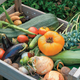 Illustration for article titled Urban Gardening -- How Hard Could It Be?